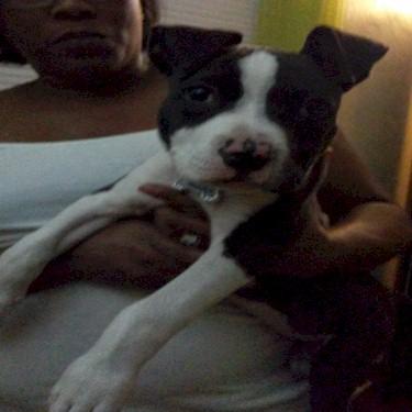 Lowes Zues Pit Bull.jpg